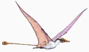Campylognathoides