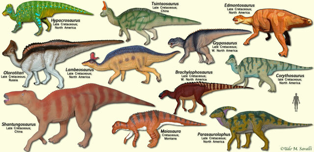 File:HadrosaurModels.jpg