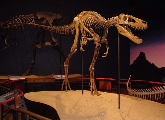 File:Tyrannosaurus Jane.jpg