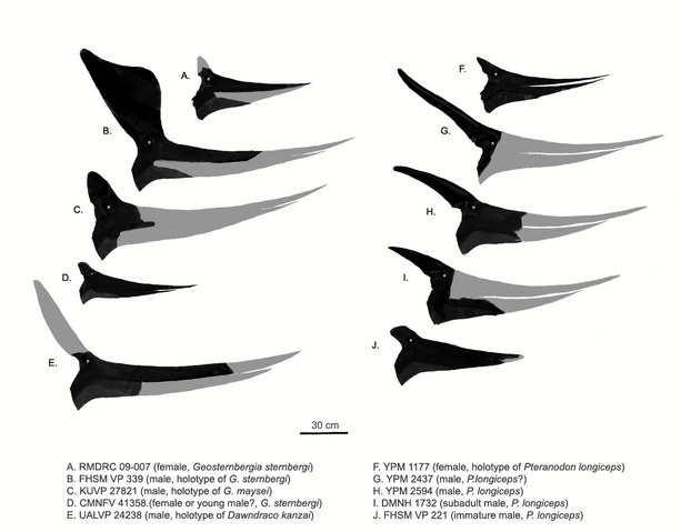 File:Pteranodonts.png
