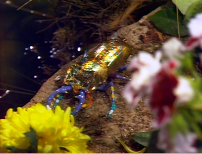File:The scarab01.png