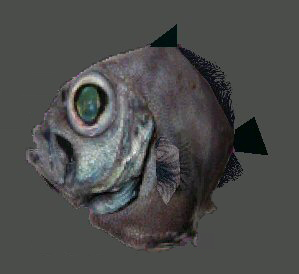 Piranhas