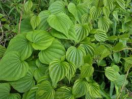Tol-leaf
