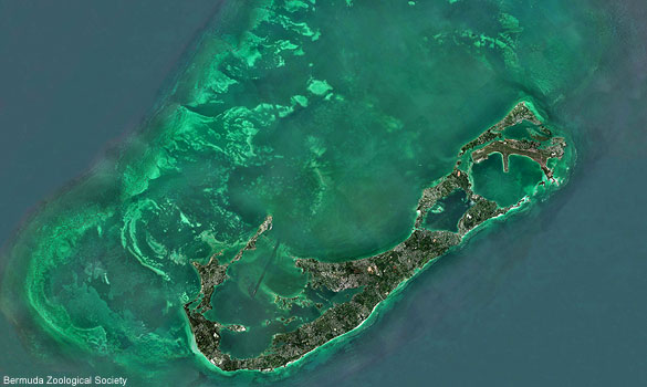 File:Bermuda.jpg