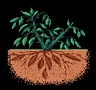 File:Tree of life.png