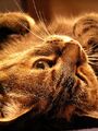 Thumbnail for version as of 14:41, July 3, 2012