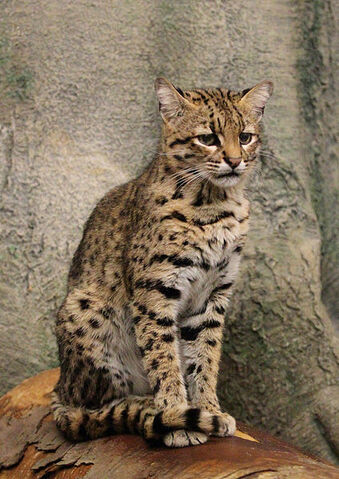 File:Geoffreys Cat.jpg