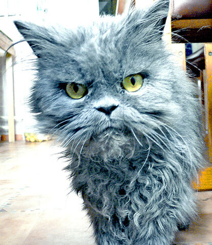 File:What are you doing here?.jpg
