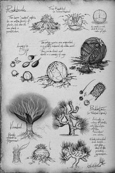 Litobulbi