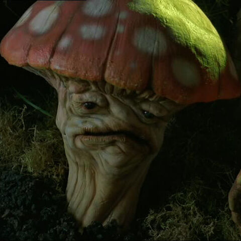 Fichier:Champignon magique.jpg