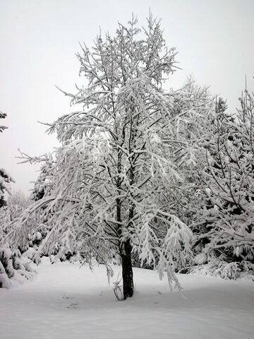 File:Snowy tree1.jpg