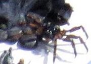 Shelob