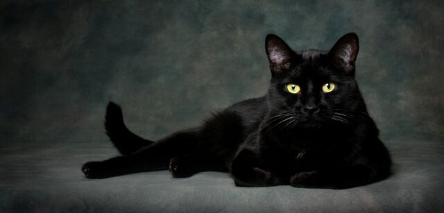 Fichier:Alimentation-bio-chat.jpg