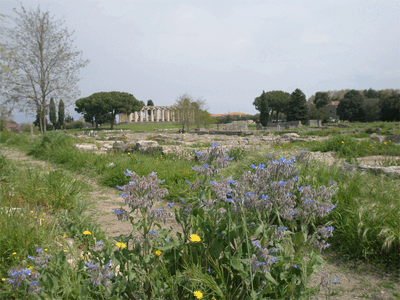 Paestum3.gif