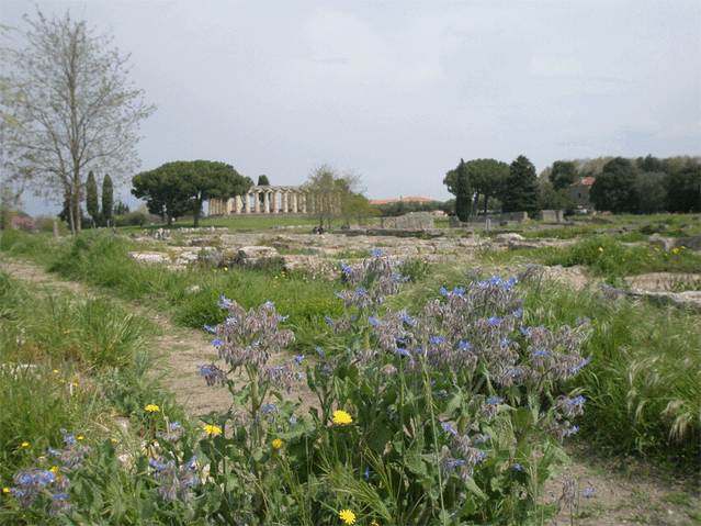Fichier:Paestum3.gif