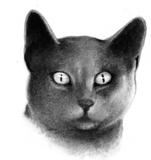 Guérisseur-0.png