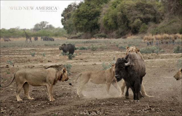 File:Wild new america.jpg
