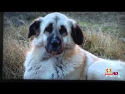 Anatolian Sheep Dogs