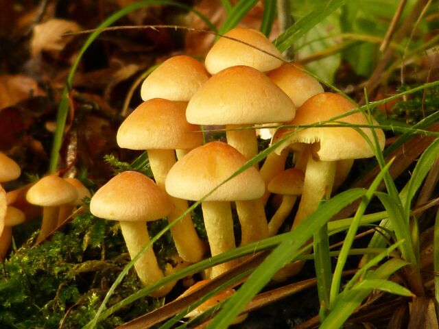 File:Fungi13.jpg