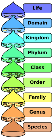 File:2000px-Biological classification L Pengo vflip.svg.png