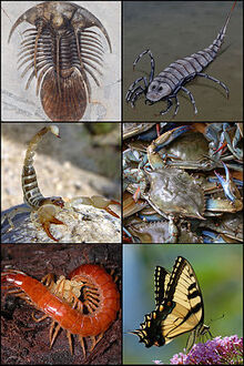 300px-Arthropoda