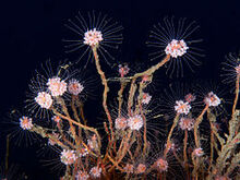 250px-Tubularia-indivisa