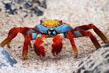 File:G-Crab.jpeg