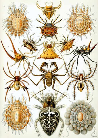 File:Haeckel Arachnida.jpg