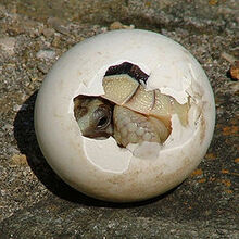 250px-Tortoise-Hatchling