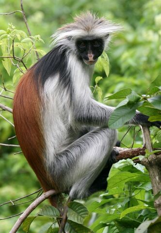 File:IMG 3456 red colobus.jpg