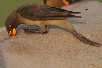 File:Yellow-billed-Oxpecker.jpg