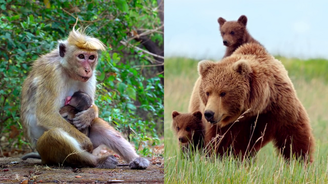 File:Babysitter.png
