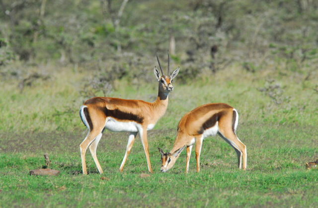 File:Gazelle.jpg