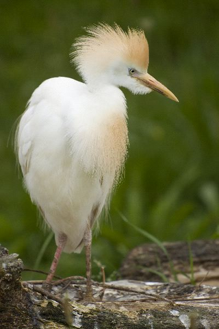 File:Egret-rl.png