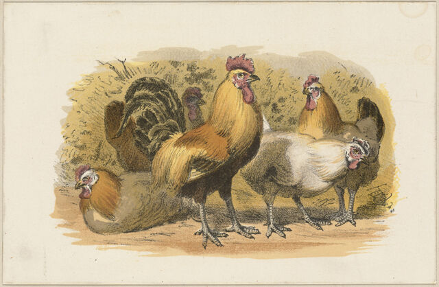 File:HensAndRooster19thCentury.jpg