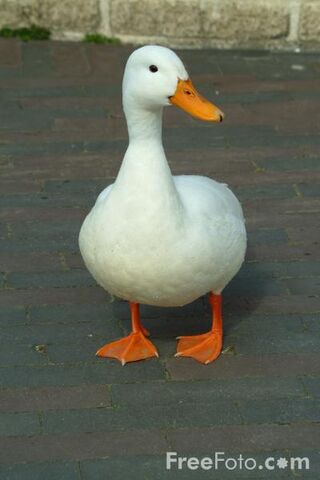 File:Duck.jpg