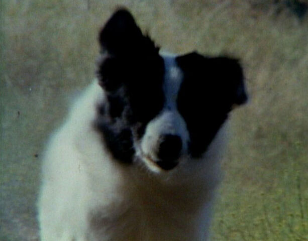 File:Bandit.jpg