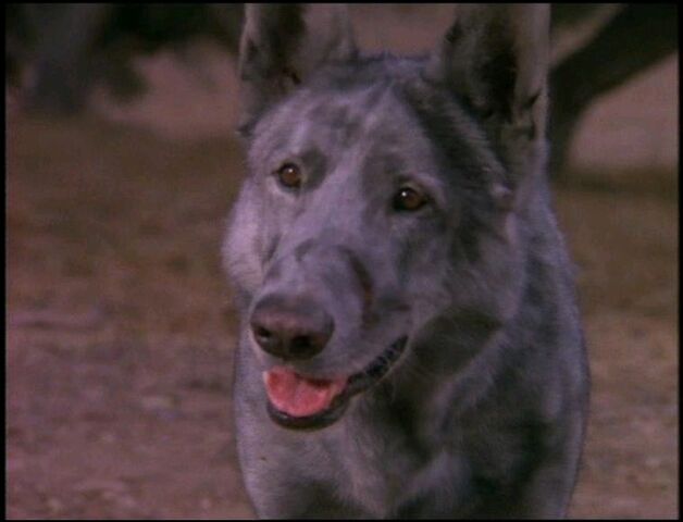 File:Homeless Wolf Dog.jpg