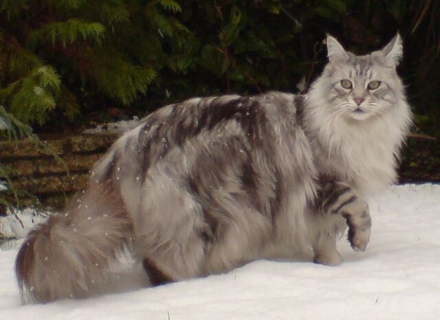 File:Silverlightning.jpg