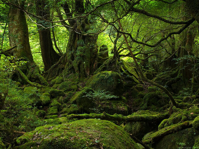 File:Yakushima forest 1024x768.jpg