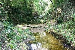 Riera Grosa de Llofriu 1