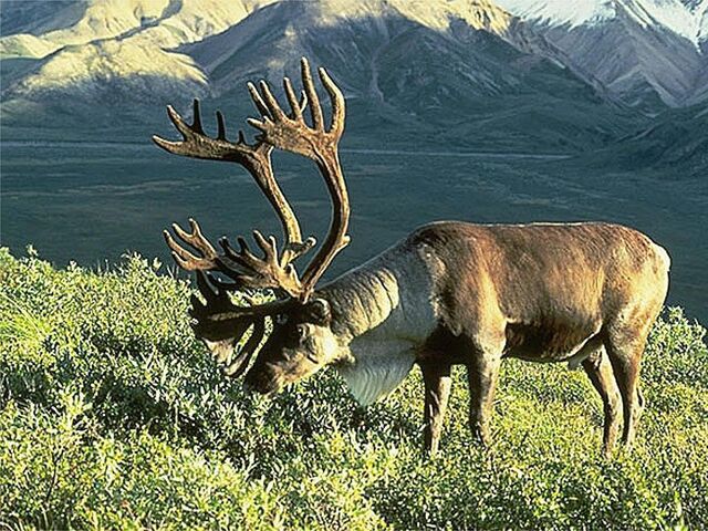 File:Animal 15.jpg