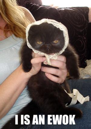 File:Ewokcat.jpg