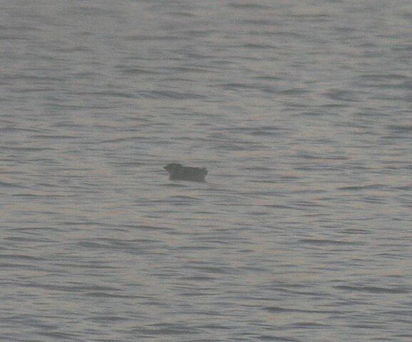 File:Little Auk 2.jpg
