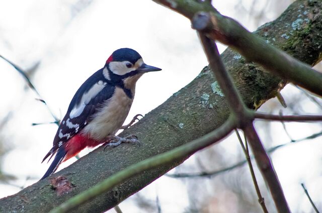 File:Great Spotted Woodpecker.jpg