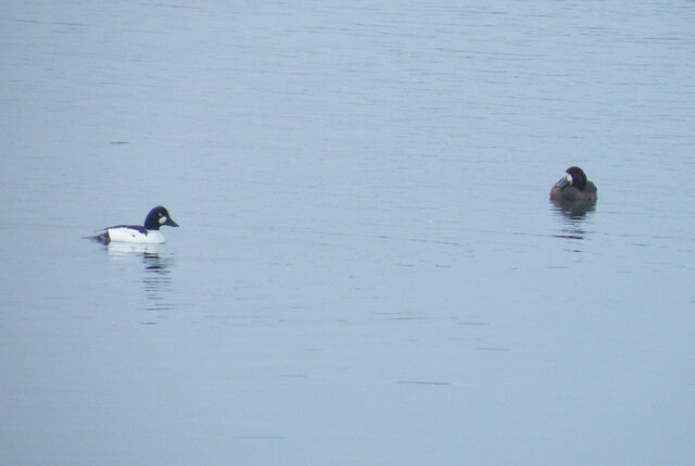 File:Goldeneye&scaup.jpg