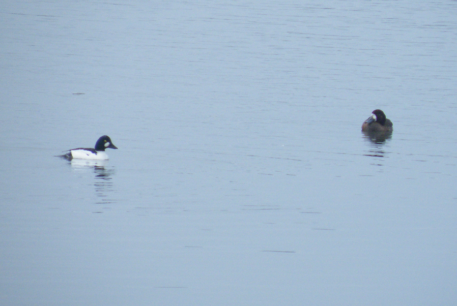 Goldeneye&scaup