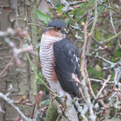 File:Sparrowhawk2 010313.jpg