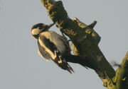 Great Spotted Woodpecker - MHP 26-03-2010