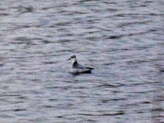 Grey Phal (Barry Reed)